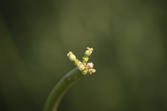 Euphorbia tirucalli